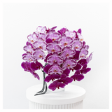 The Fancy Orchids